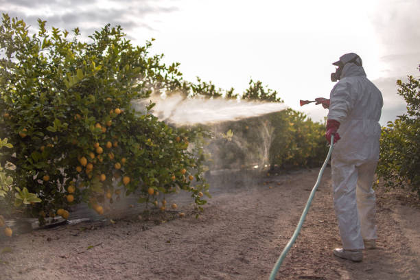 Best Termite Control Services  in Hialeah Gardens, FL