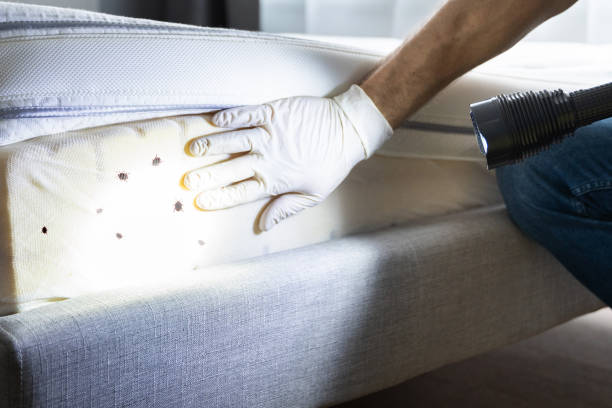 Best Termite Control Services  in Hialeah Gardens, FL